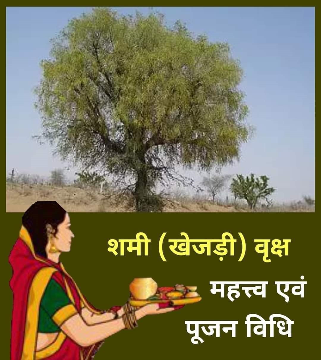 शमी (खेजड़ी) वृक्ष का महत्त्व एवं पूजन विधि